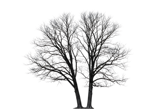 Bare winter trees silhouette isolated on transparent background