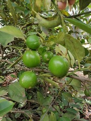 Lemon is very beautiful in the rain.