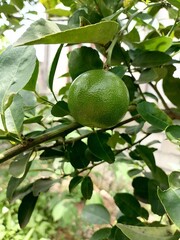 Lemon is very beautiful in the rain.