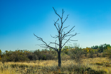 An old dry tree in the wild