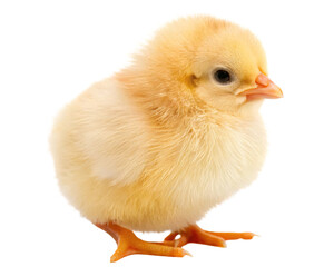 Fototapeta premium Fluffy Yellow Baby Chick isolated on transparent background