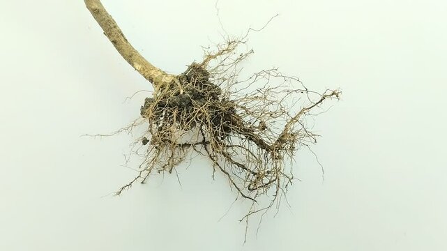 Fibrous roots on white background. Fibrous roots are a root system with many fine roots or small branches that grow horizontally and shallowly in the soil.