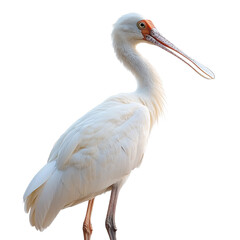 Fototapeta premium Spoonbill isolated on transparent background.