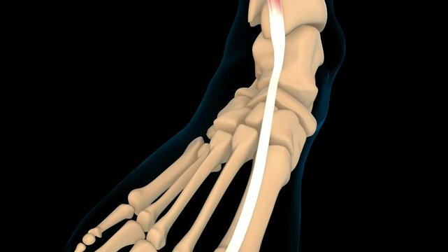 Extensor hallucis longus muscle anatomy for medical concept 3D rendering