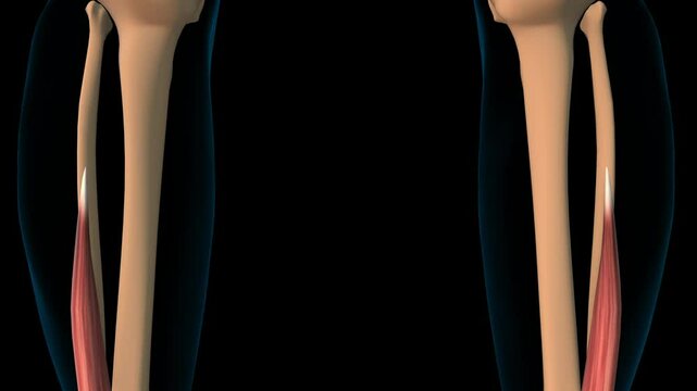 Flexor hallucis longus muscle anatomy for medical concept 3D rendering