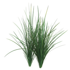 Vibrant green grass blades on white background