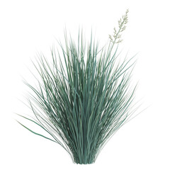 Fototapeta premium Lush green grass plant with a single seed head.