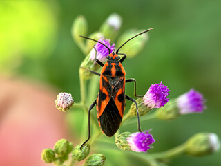Close up of seed bugs (Lygaeinae), bugs in green leaves
