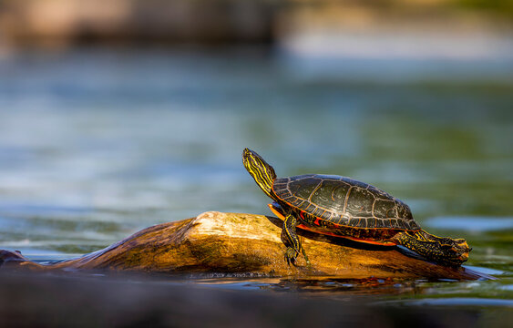 turtle on the water - Powered by Adobe
