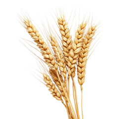 Wheat grains isolated on a white background, detailed photograph, PNG image.