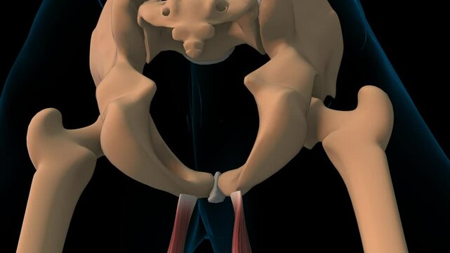 Gracilis muscle anatomy for medical concept 3D rendering