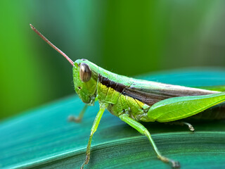 grasshopper on a leaf