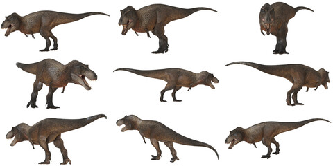 Collection of Tyrannosaurus Rex models.