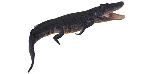 Alligator with open mouth on white background.