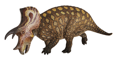 Realistic Model of a Pachyrhinosaurus Dinosaur