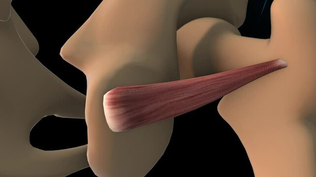Inferior gemellus muscle anatomy for medical concept 3D rendering