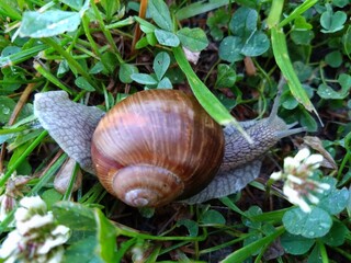 snail on a leaf