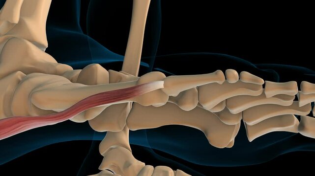 Abductor digiti minimi foot muscle anatomy for medical concept 3D rendering
