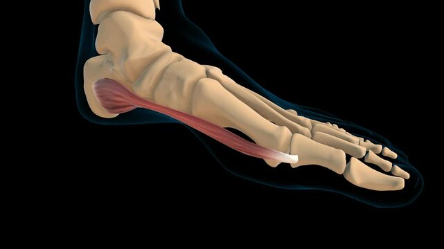 Abductor hallucis muscle anatomy for medical concept 3D rendering