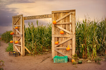 Corn maze and agricultural field. Autumn harvest holiday festival	