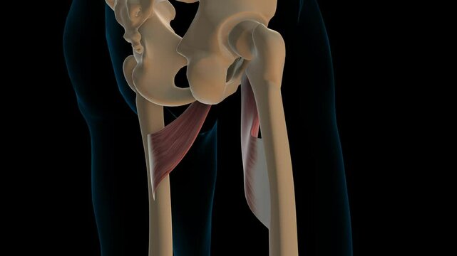 Adductor brevis muscle anatomy for medical concept 3D rendering