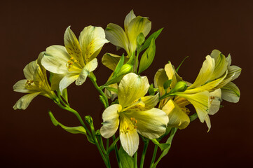 Gentle Yellow Alstroemeria Flowers on a Warm Brown Background