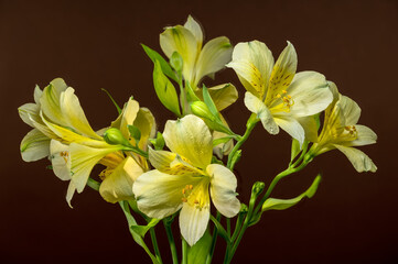 Gentle Yellow Alstroemeria Flowers on a Warm Brown Background