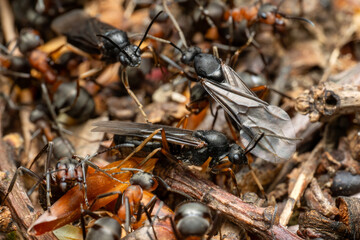 Red Wood Ant - Formica rufa, common popular forest insect from Euroasian forests and woodlands, Zlin, Czech Republic.