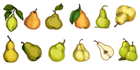 Realistic green pear fruit vector illustration isolated on white background, fresh organic healthy food clipart for packaging design, branding, labels, posters, eco product, and kitchen decor