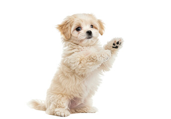 Isolated Bichon Puppy Sitting Up Begging on White Background