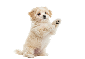 Isolated Bichon Puppy Sitting Up Begging on White Background