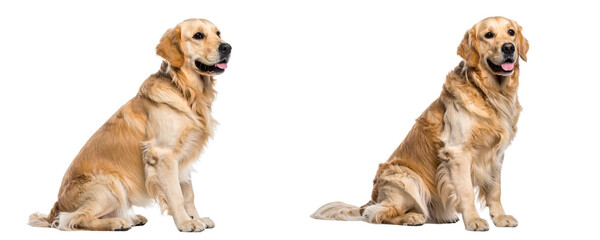 Set of Attentive Golden Retriever Dog Sitting in Profile with Head Turned to Camera, White Background 