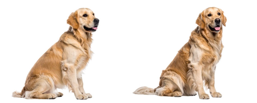 Set of Attentive Golden Retriever Dog Sitting in Profile with Head Turned to Camera, White Background 