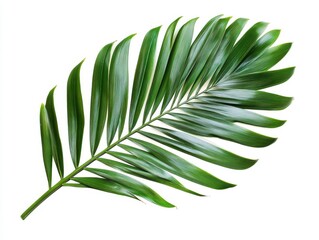 Isolated green palm leaf on white background