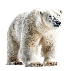 Fototapeta premium Polar Bear isolated on transparent background.