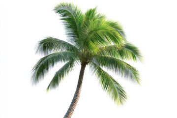 Isolated palm tree with green fronds on white background