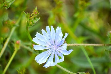 beautiful flowers in the garden