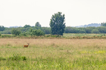 Naklejka premium Roe deer buck standing on a grass meadow in the summer