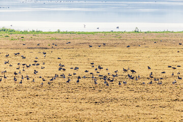 Flock of greylag geese on a grass meadow by a lake