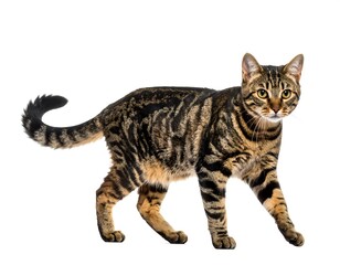 Cat in profile, walking