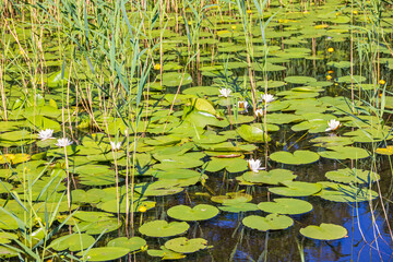 Water pond with blooming white water lily