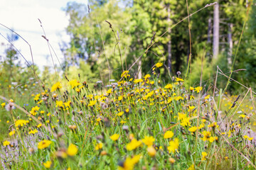 Flowering asteraceae flowers on a summer meadow