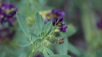 beautiful botanical shot, natural wallpaper