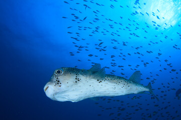 The pufferfish cruises peacefully, surrounded by a multitude of fish in the brightness of the...