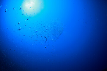 bubbles rise to the surface, with the blue of the ocean and the midday sun overhead.