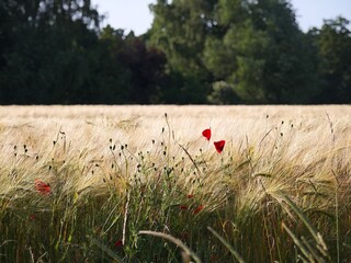 poppy in a field