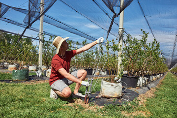 Farmer installing anti hail netting on a agricultural farm for protecting fruits, vegetables and crops from severe weather conditions.