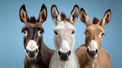 Three donkeys are standing next to each other with their heads facing forward. The donkeys are of different colors, with one being brown, one being white, and one being black