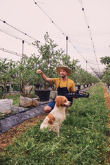 Farmer picking fresh blueberries on a farm with a company of a dog.