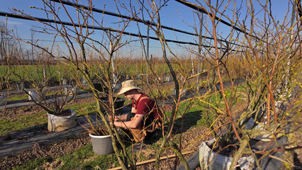 Male gardener working in a blueberries organic farm.